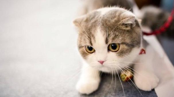 【进口清关案例】——新西兰猫粮进口清关